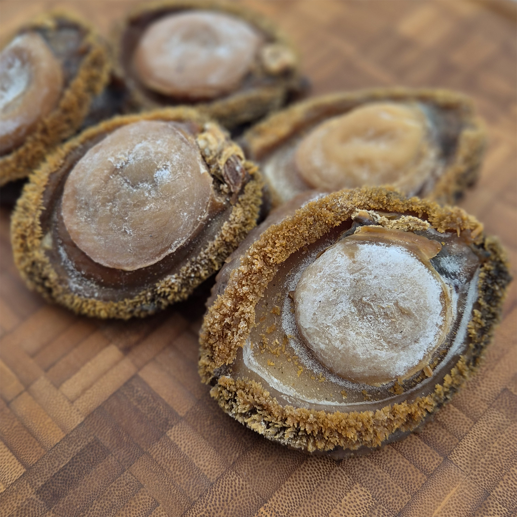 South African Abalone (Size #10)