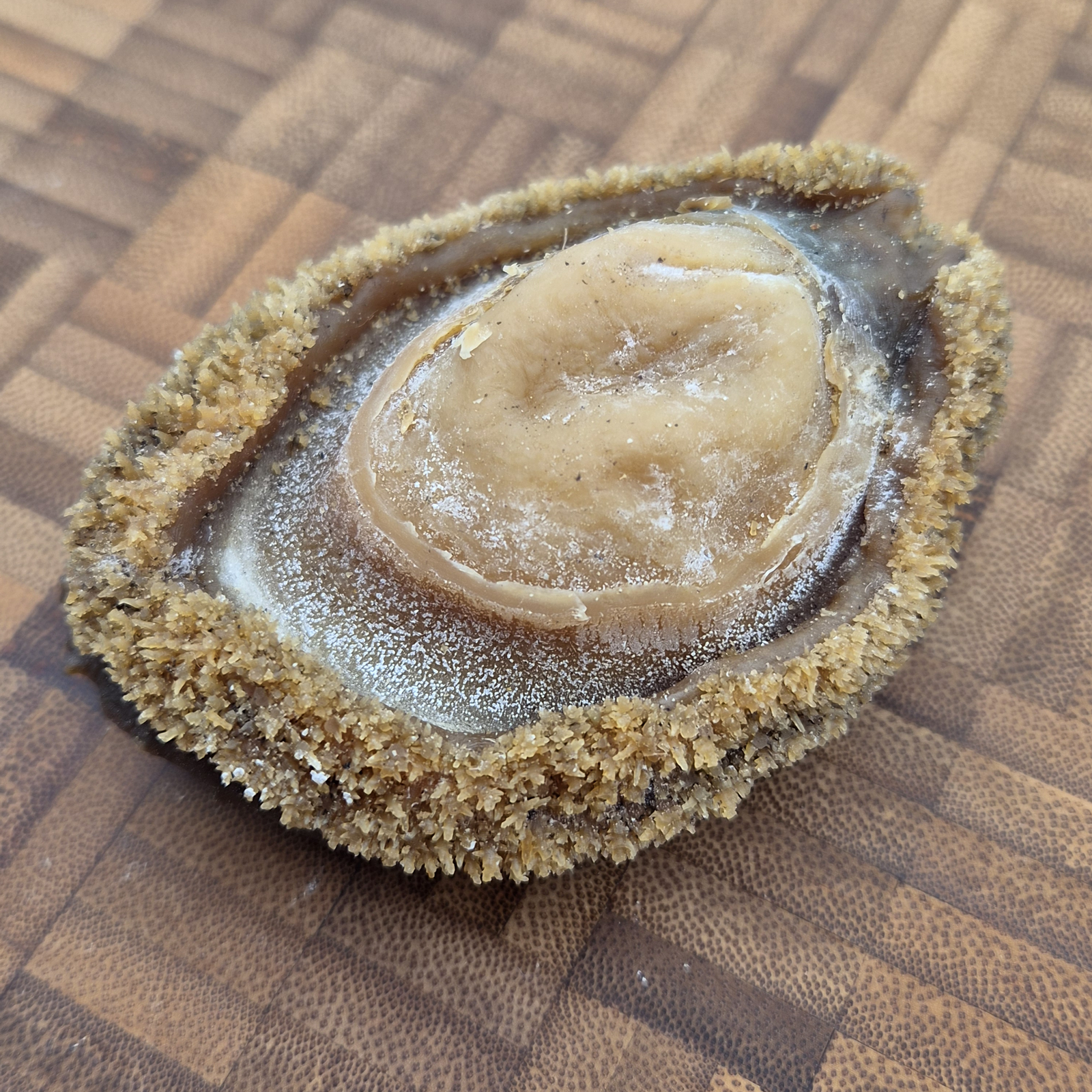 South African Abalone (Size #10)