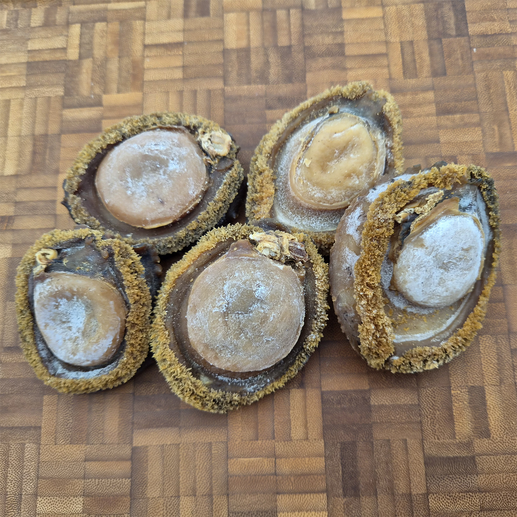 South African Abalone (Size #10)