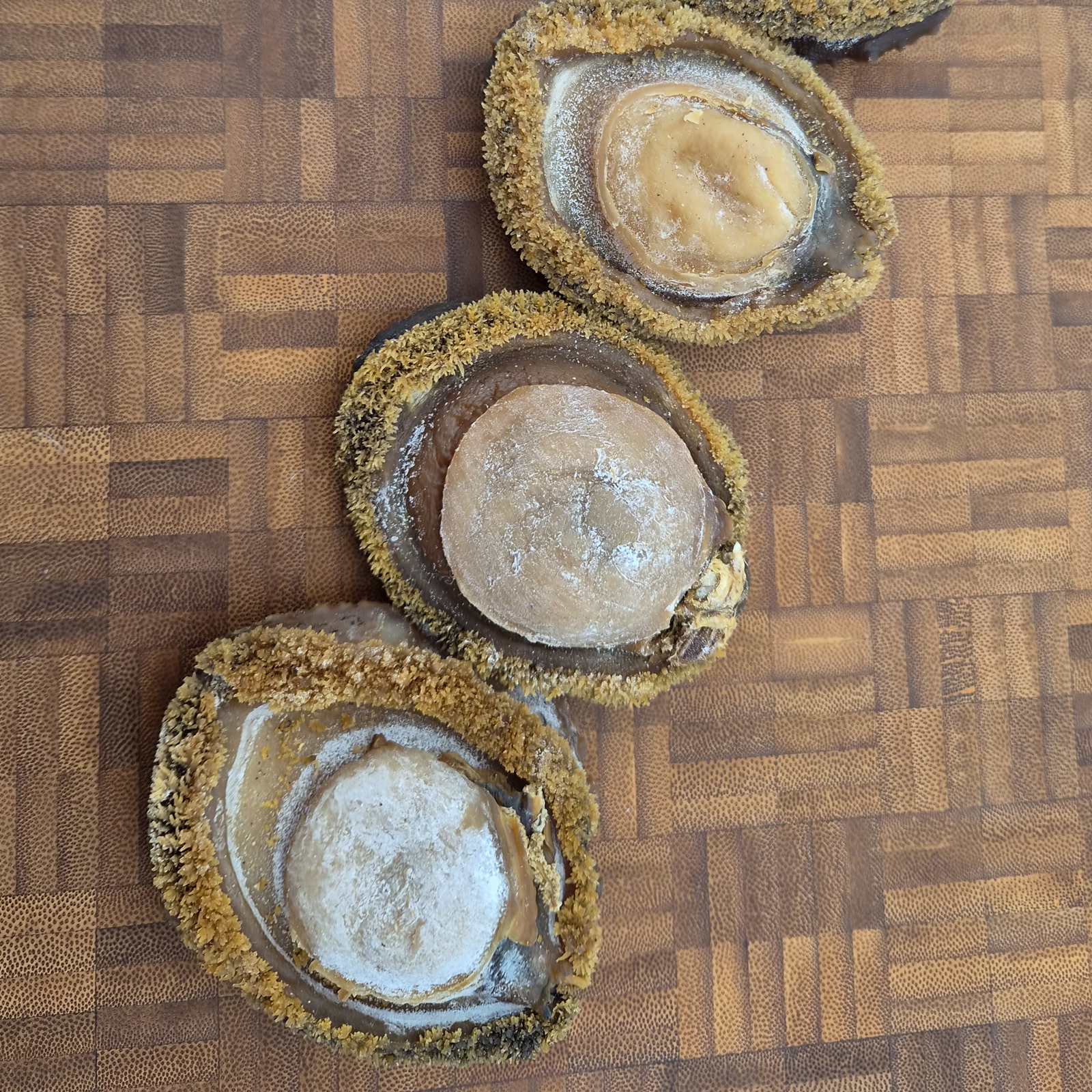 South African Abalone (Size #10)