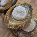South African Abalone (Size #10)