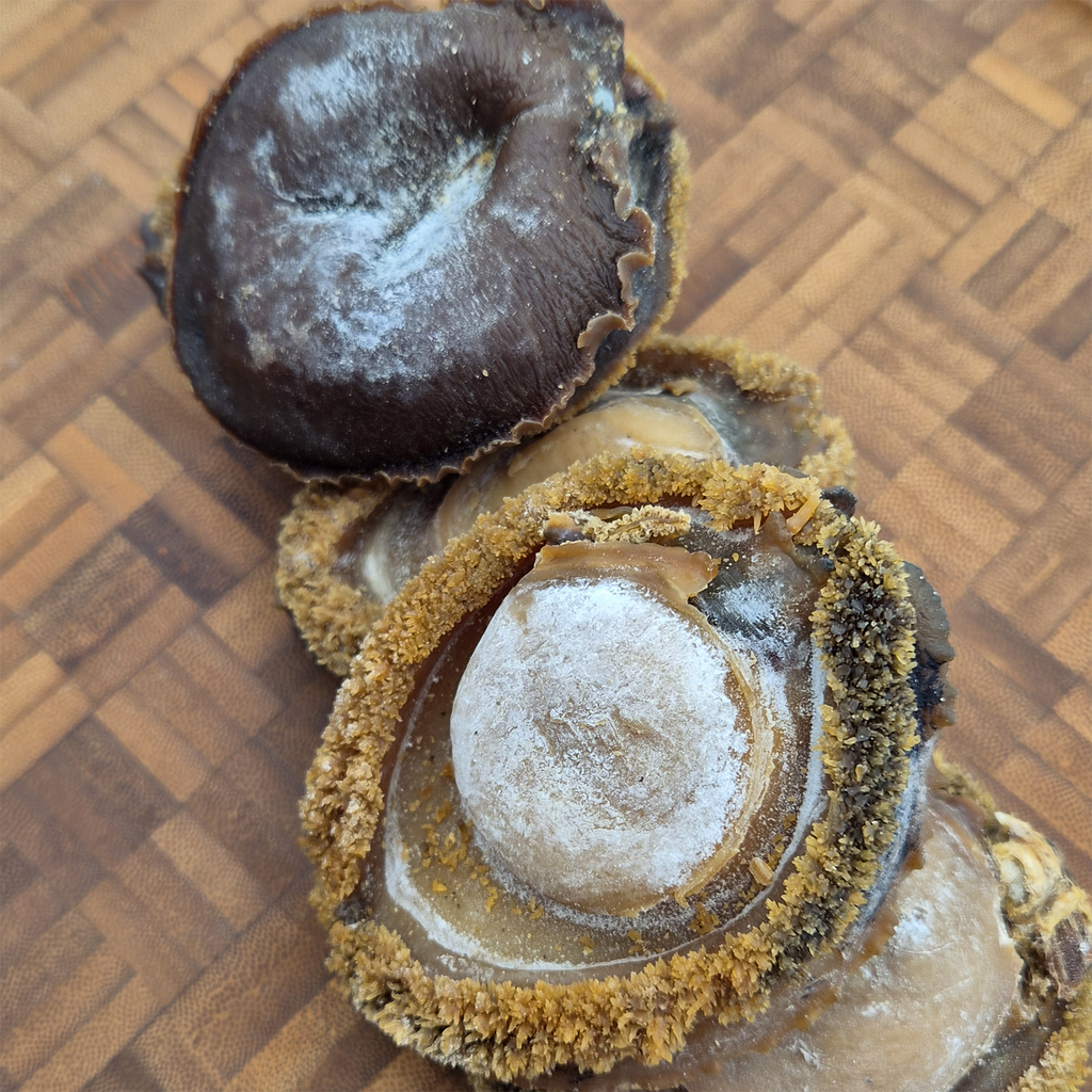 South African Abalone (Size #10)