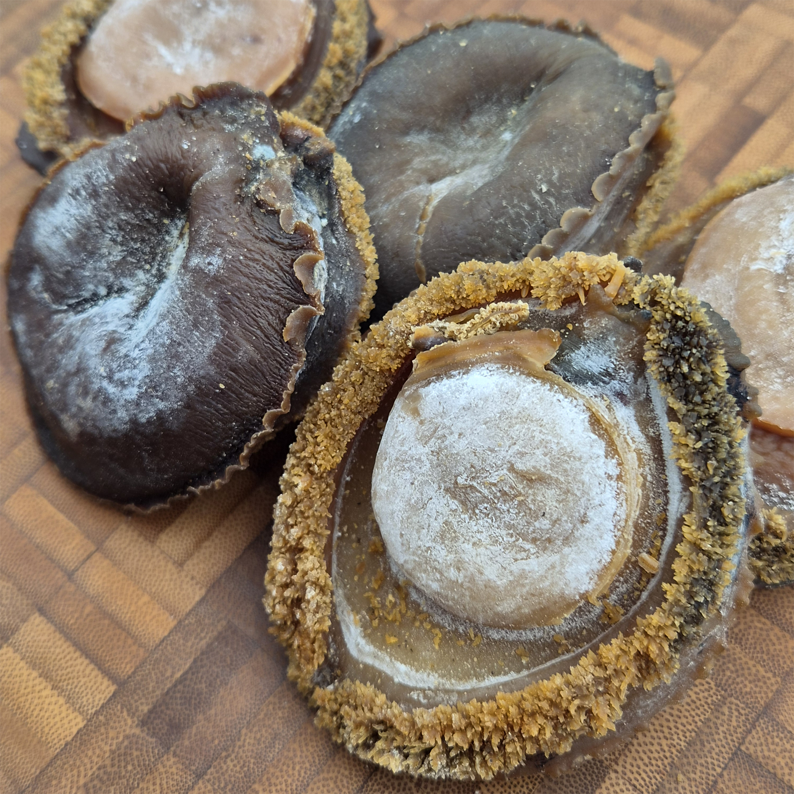 South African Abalone (Size #10)