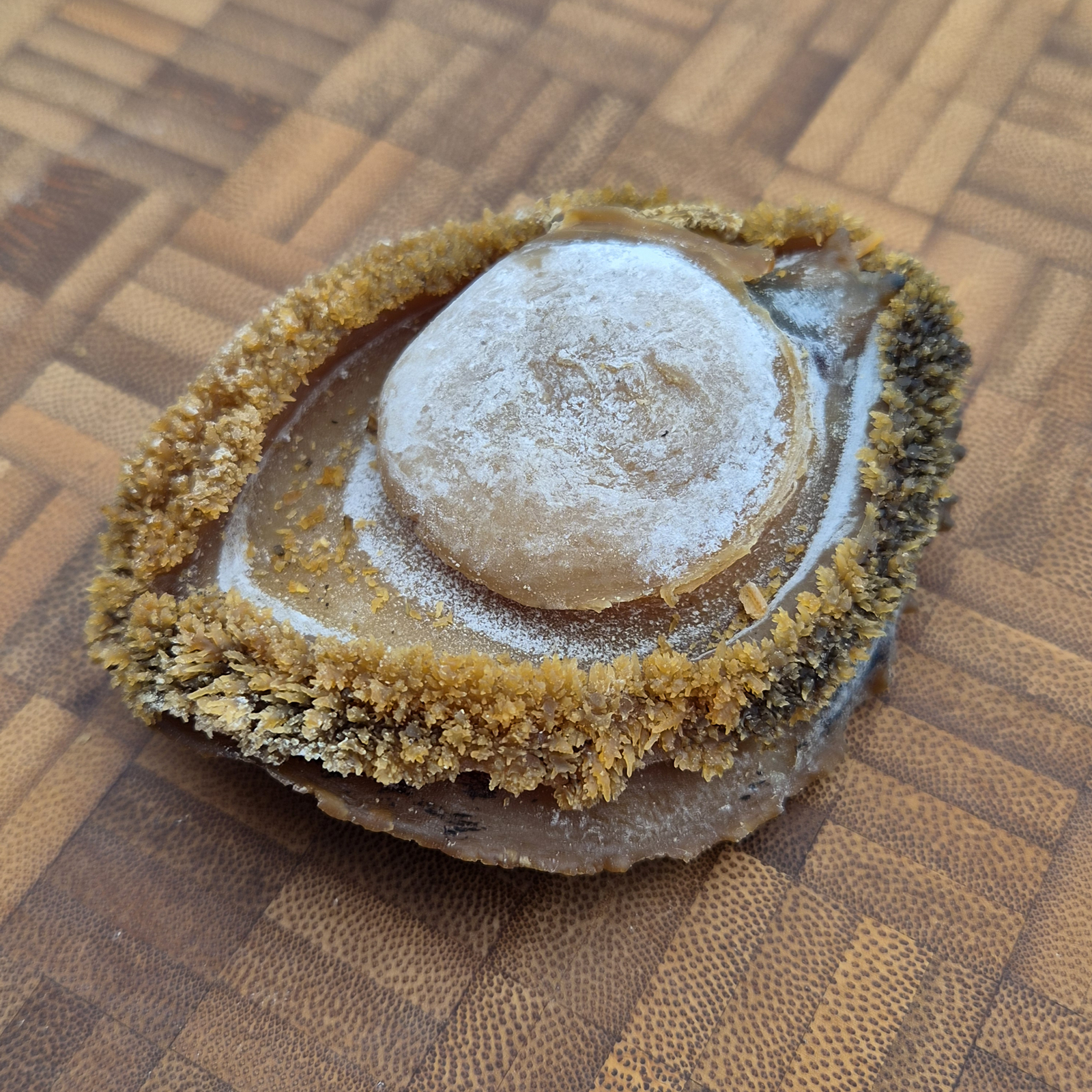 South African Abalone (Size #10)