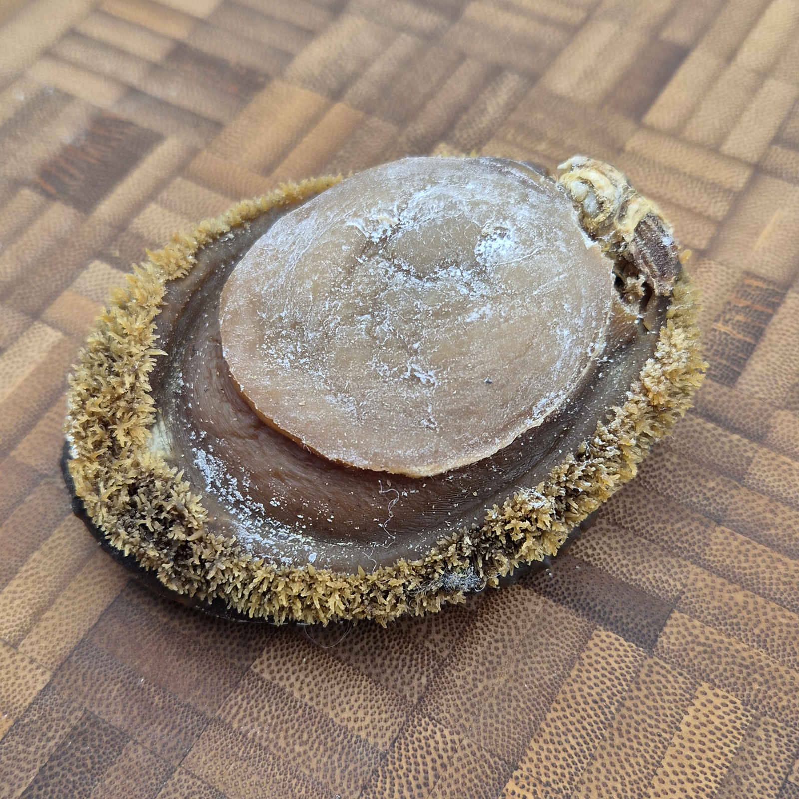 South African Abalone (Size #10)