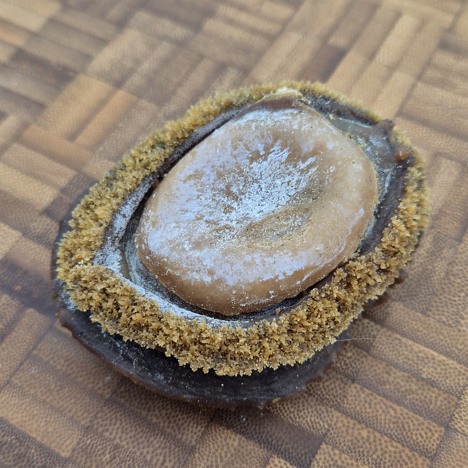 South African Abalone (Size #10)