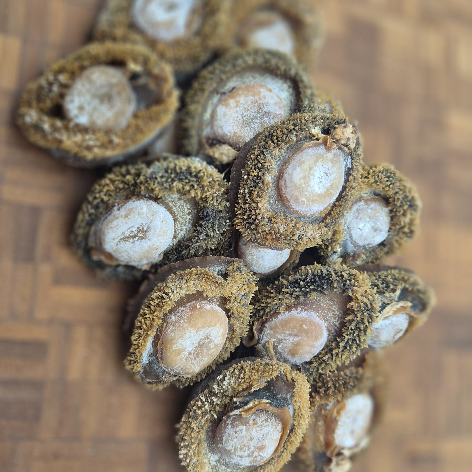 South African Abalone (Size #30)