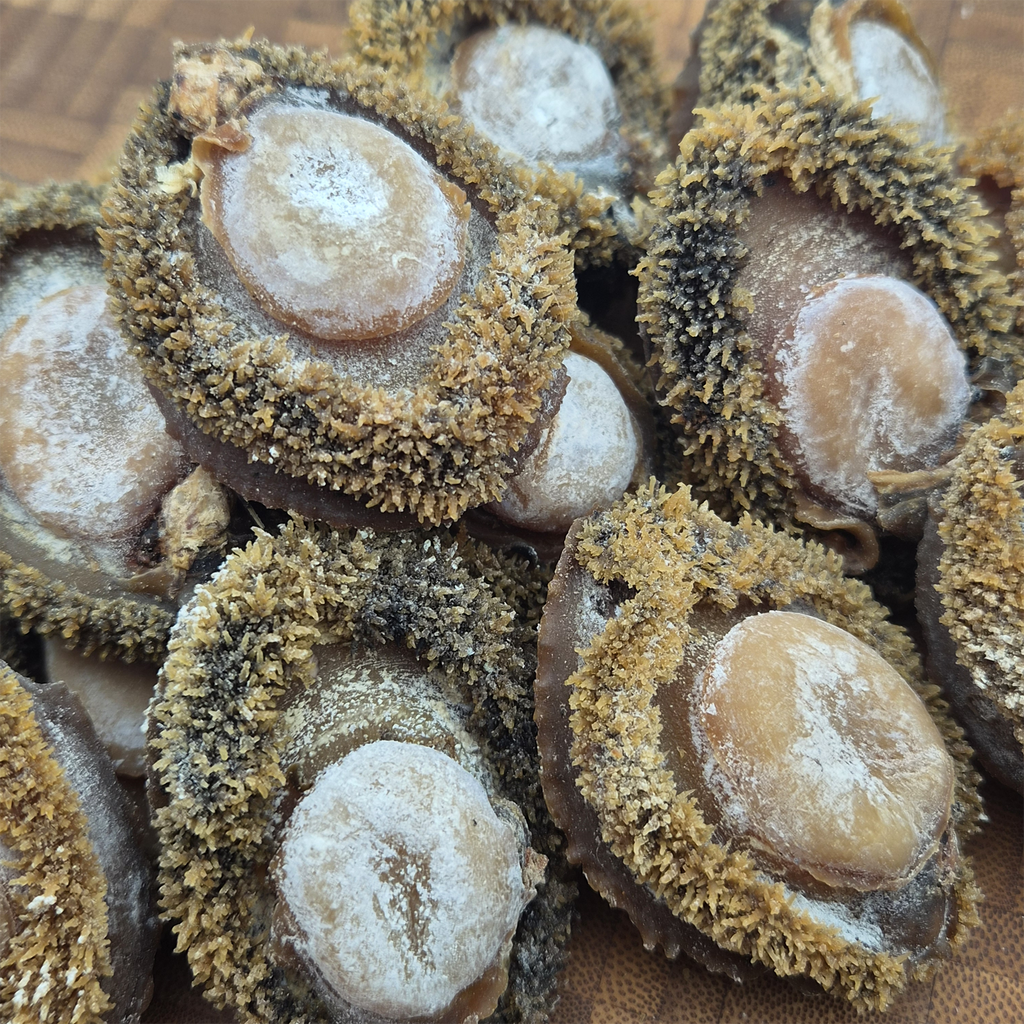 South African Abalone (Size #30)