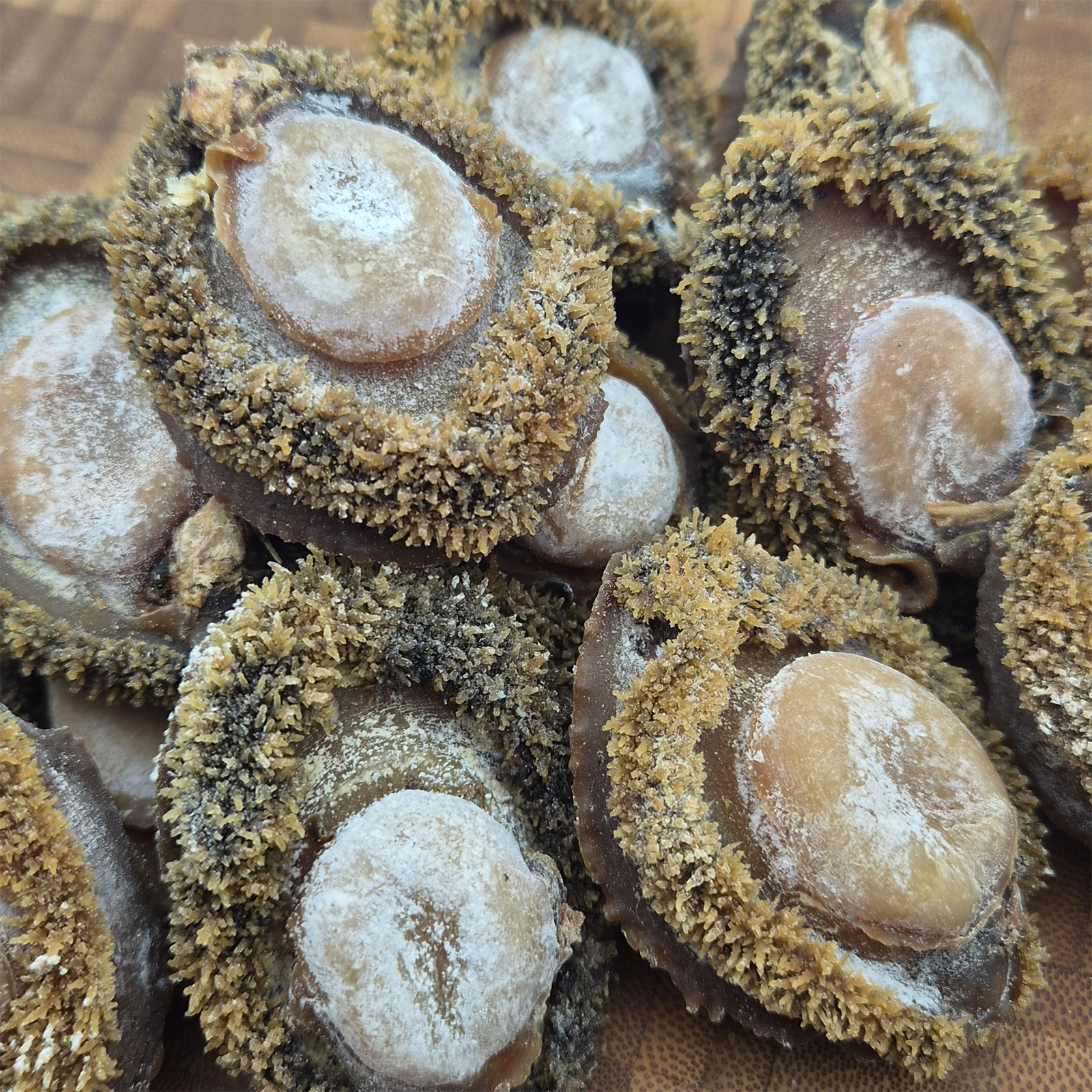 South African Abalone (Size #30)