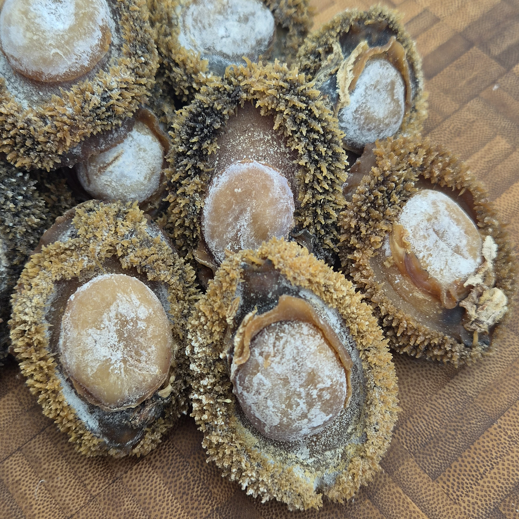 South African Abalone (Size #30)