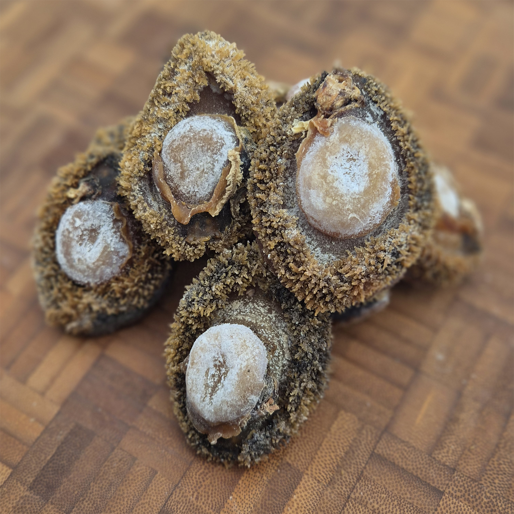 South African Abalone (Size #30)