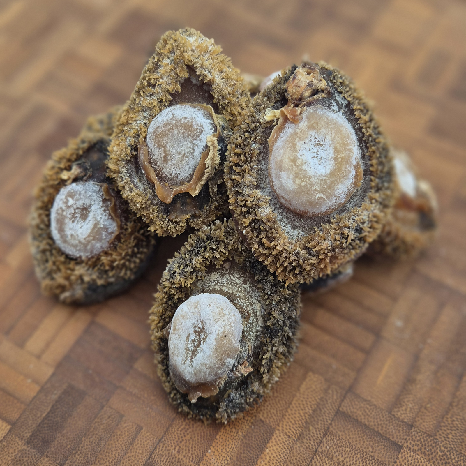 South African Abalone (Size #30)