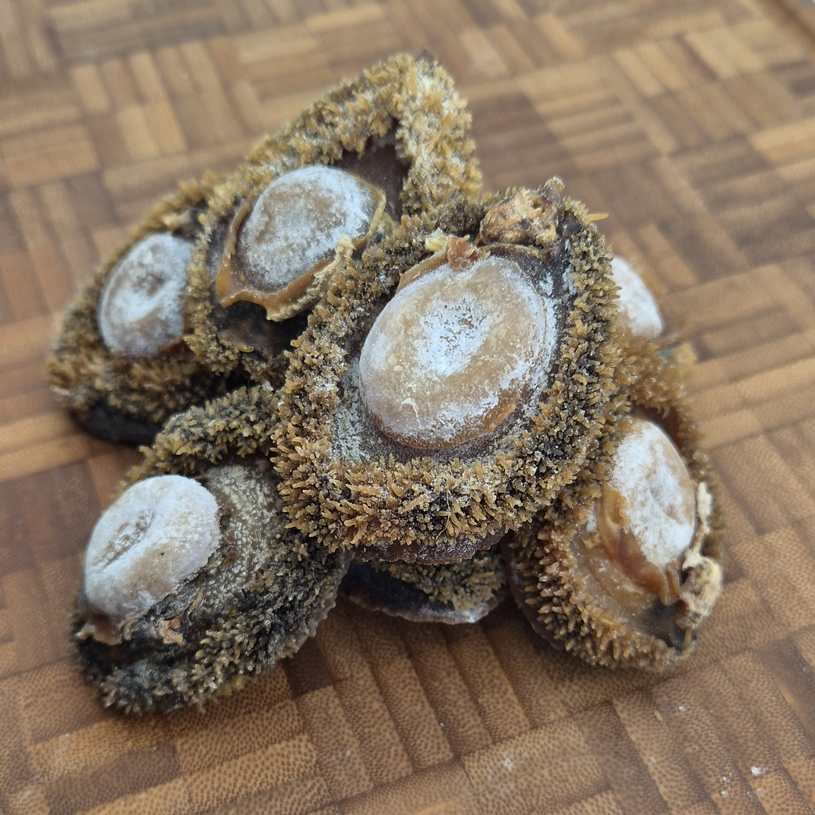 South African Abalone (Size #30)