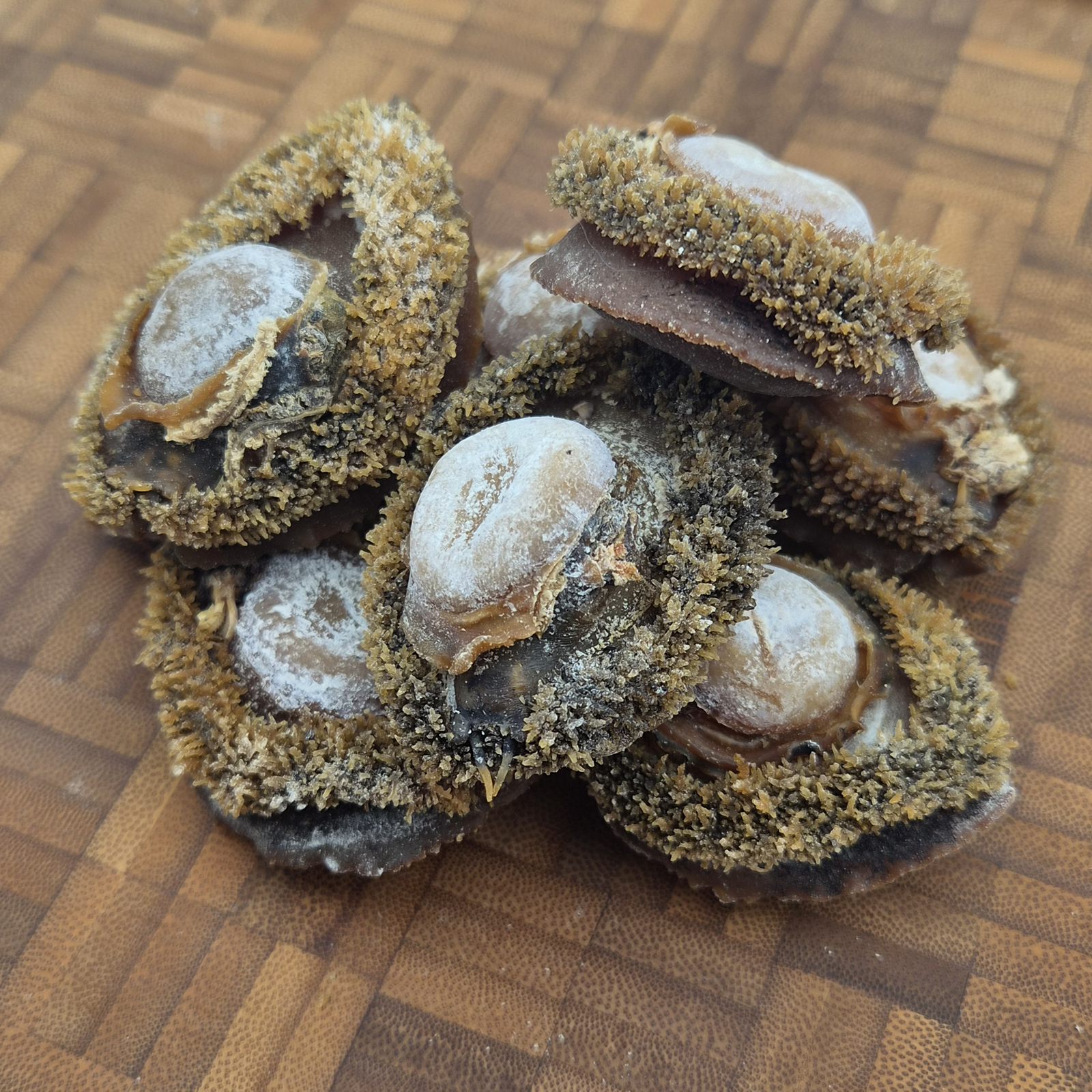 South African Abalone (Size #30)